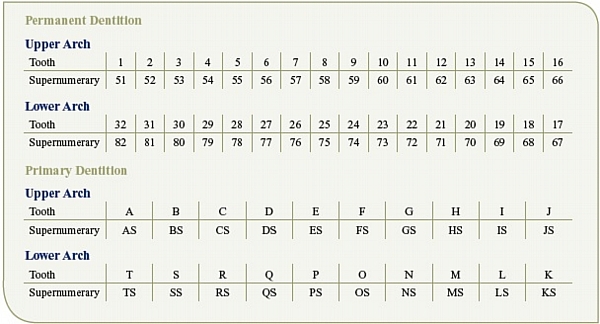 Supernumerary Teeth Numbering Chart